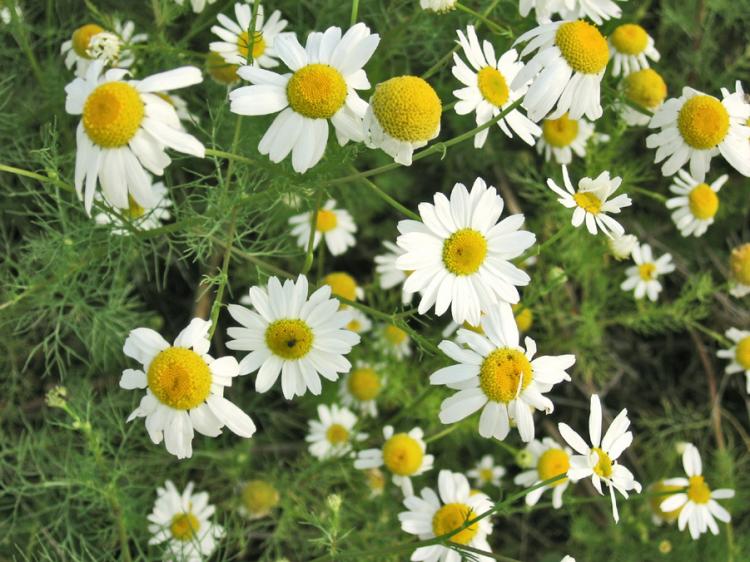 Anthemis Nobilis